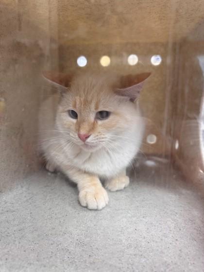 Barn Cat Audi, Adoptable, Adult Male Domestic Short Hair & Domestic Short Hair.