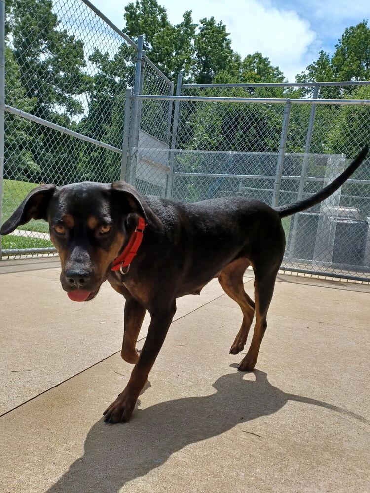 Nautica, Adoptable, Adult Female Rottweiler.