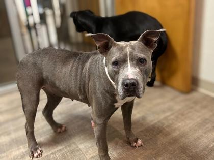 Rosie, Adoptable, Senior Female American Bulldog & Mixed Breed.