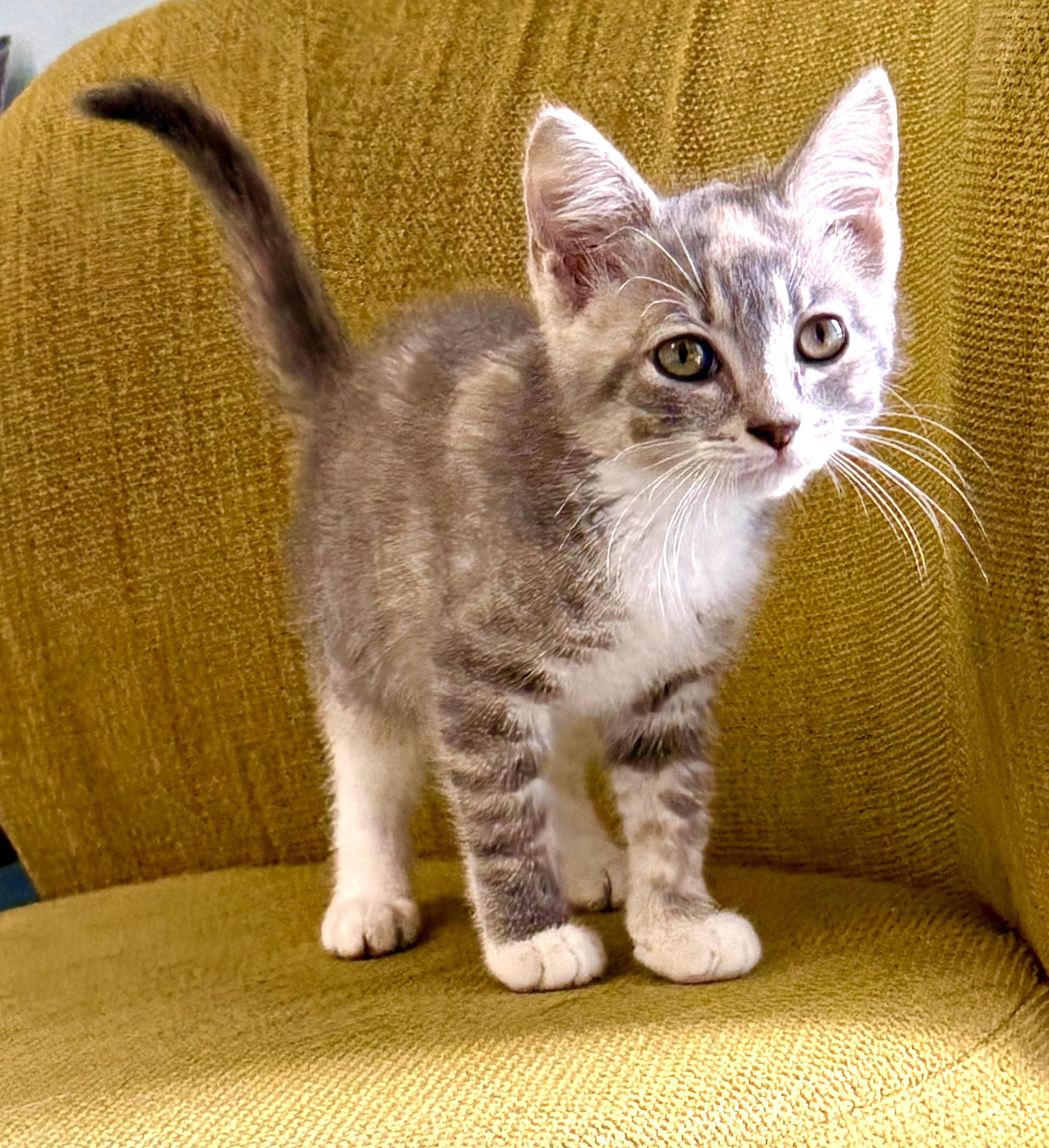 Enlarge Penelope - ADOPTION PENDING, a Adoptable Domestic Short Hair in Mt Pleasant, SC image 3/6