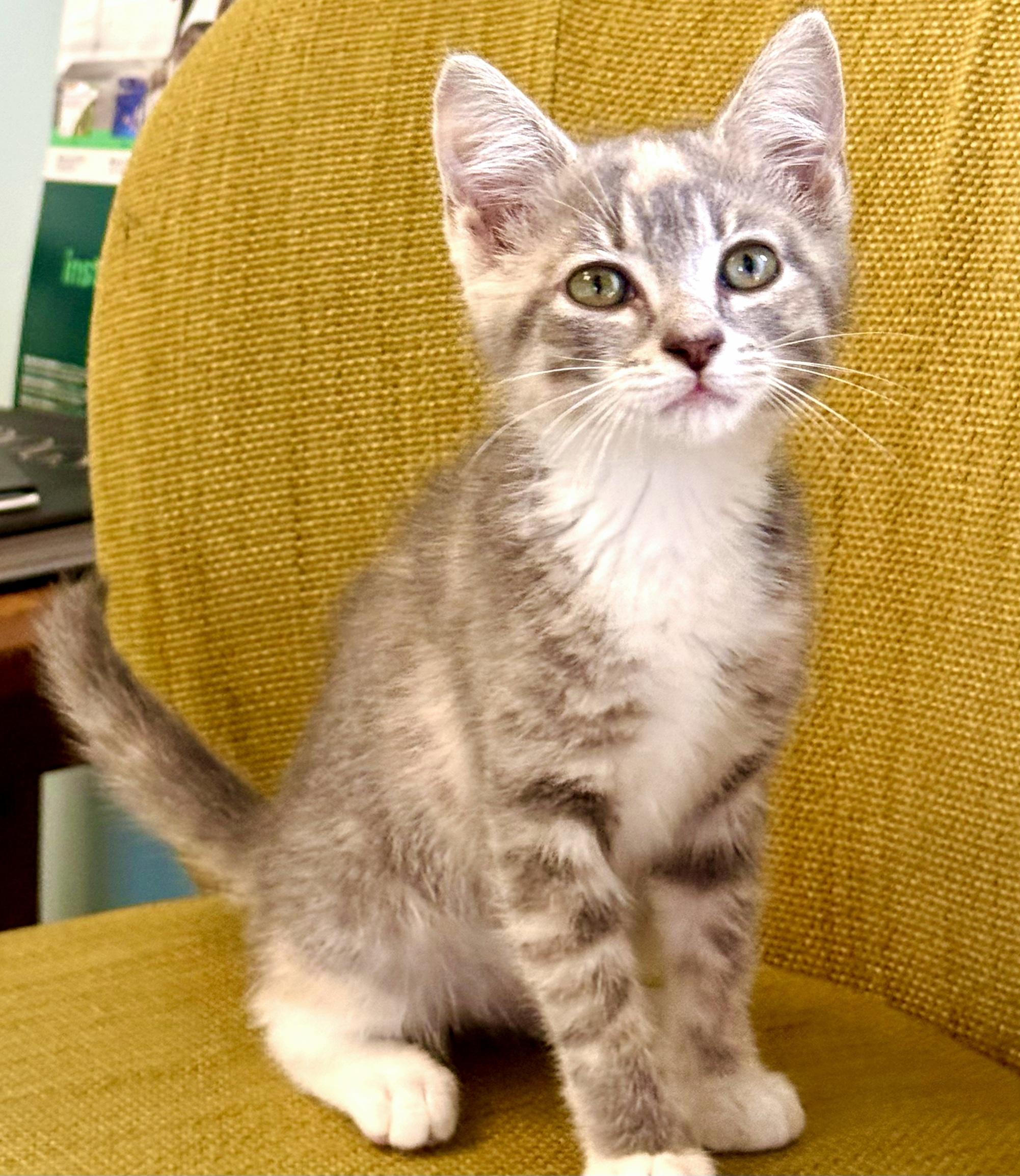 Enlarge Penelope - ADOPTION PENDING, a Adoptable Domestic Short Hair in Mt Pleasant, SC image 5/6