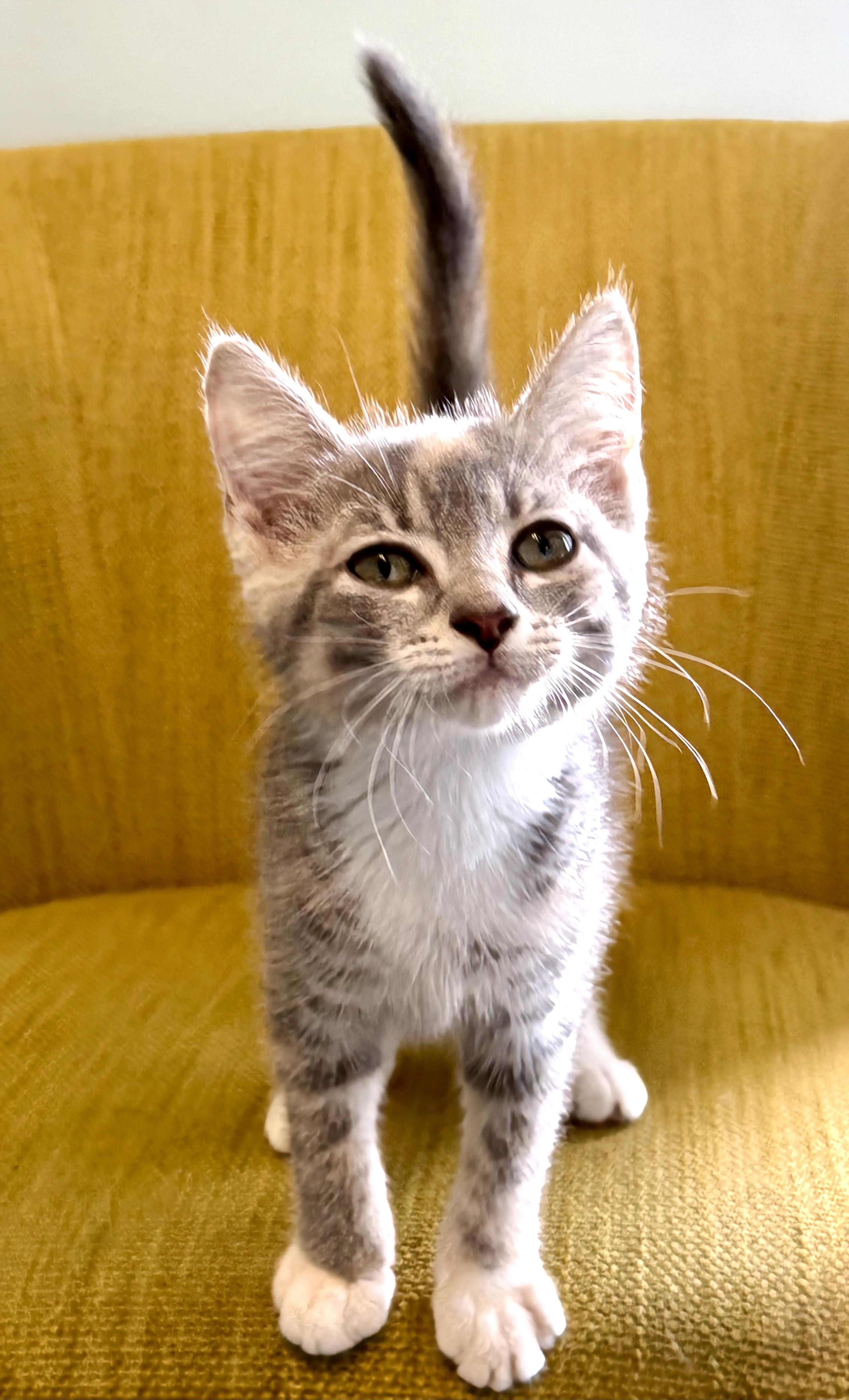 Enlarge Penelope - ADOPTION PENDING, a Adoptable Domestic Short Hair in Mt Pleasant, SC image 4/6