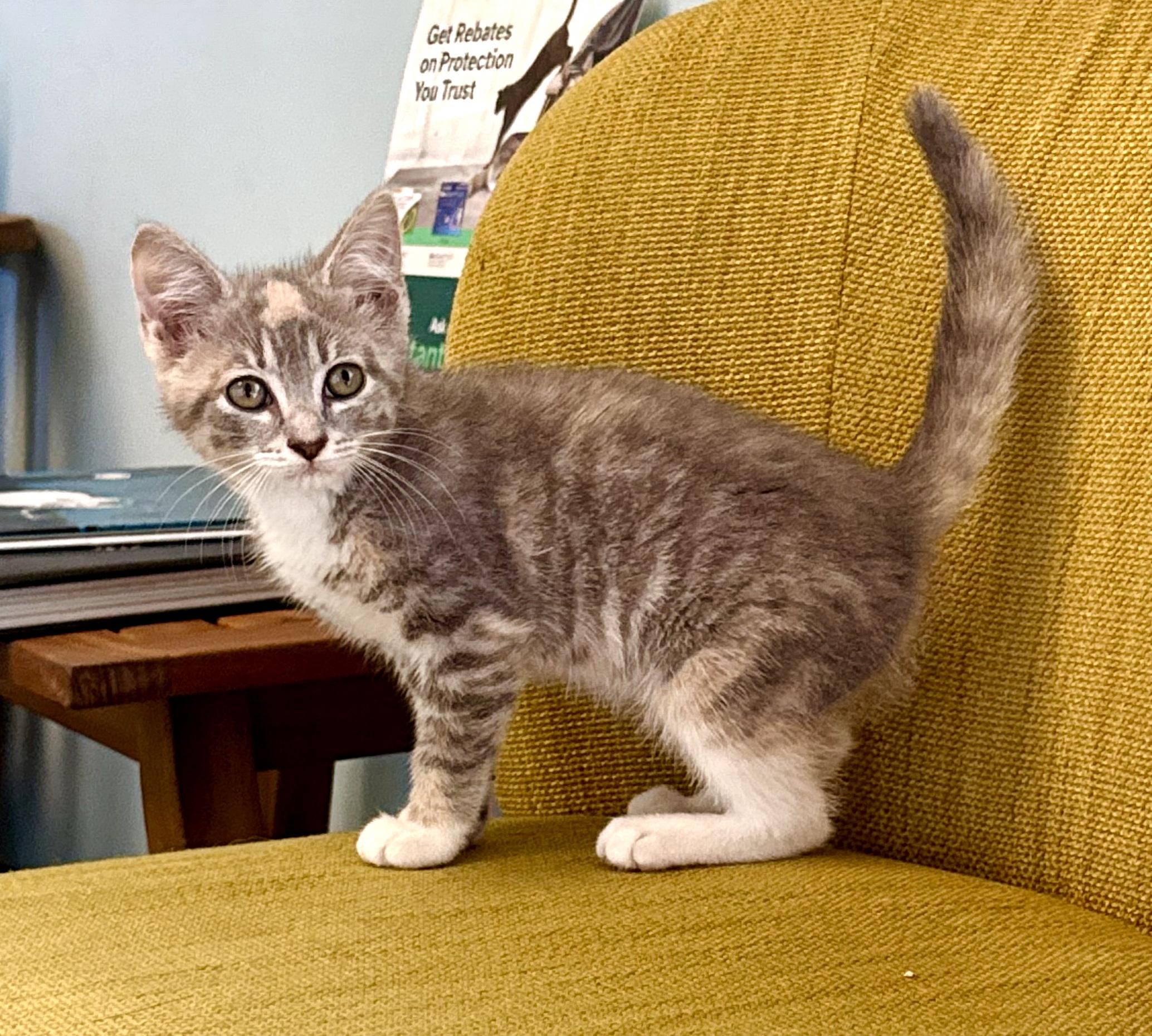 Enlarge Penelope - ADOPTION PENDING, a Adoptable Domestic Short Hair in Mt Pleasant, SC image 2/6