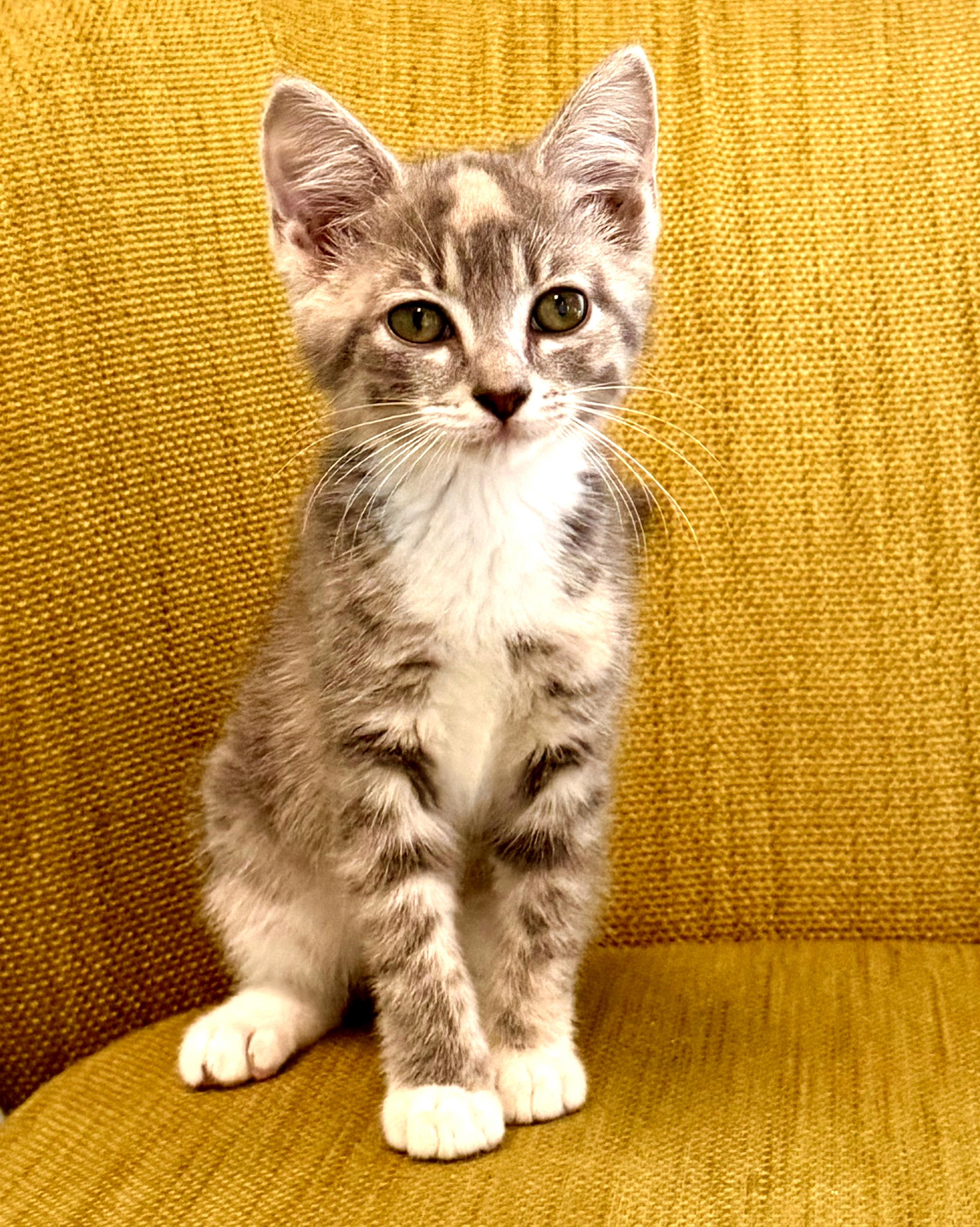 Enlarge Penelope - ADOPTION PENDING, a Adoptable Domestic Short Hair in Mt Pleasant, SC image 6/6