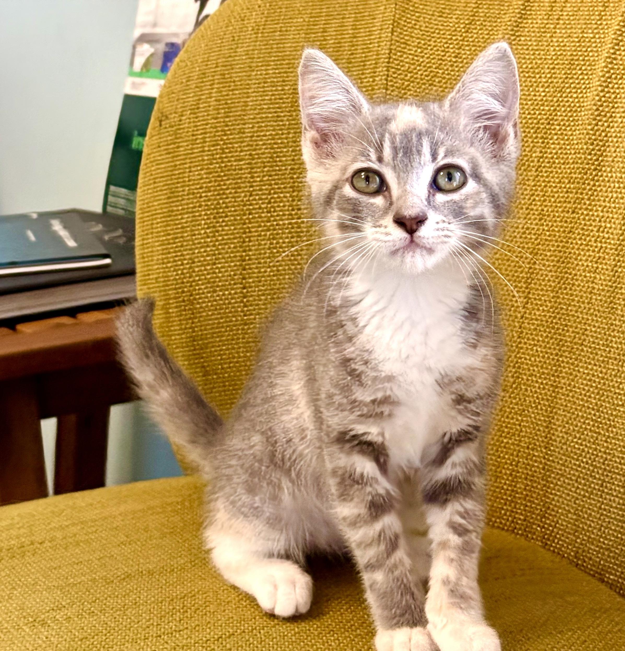 Penelope - ADOPTION PENDING, Adoptable, Kitten Female Domestic Short Hair.
