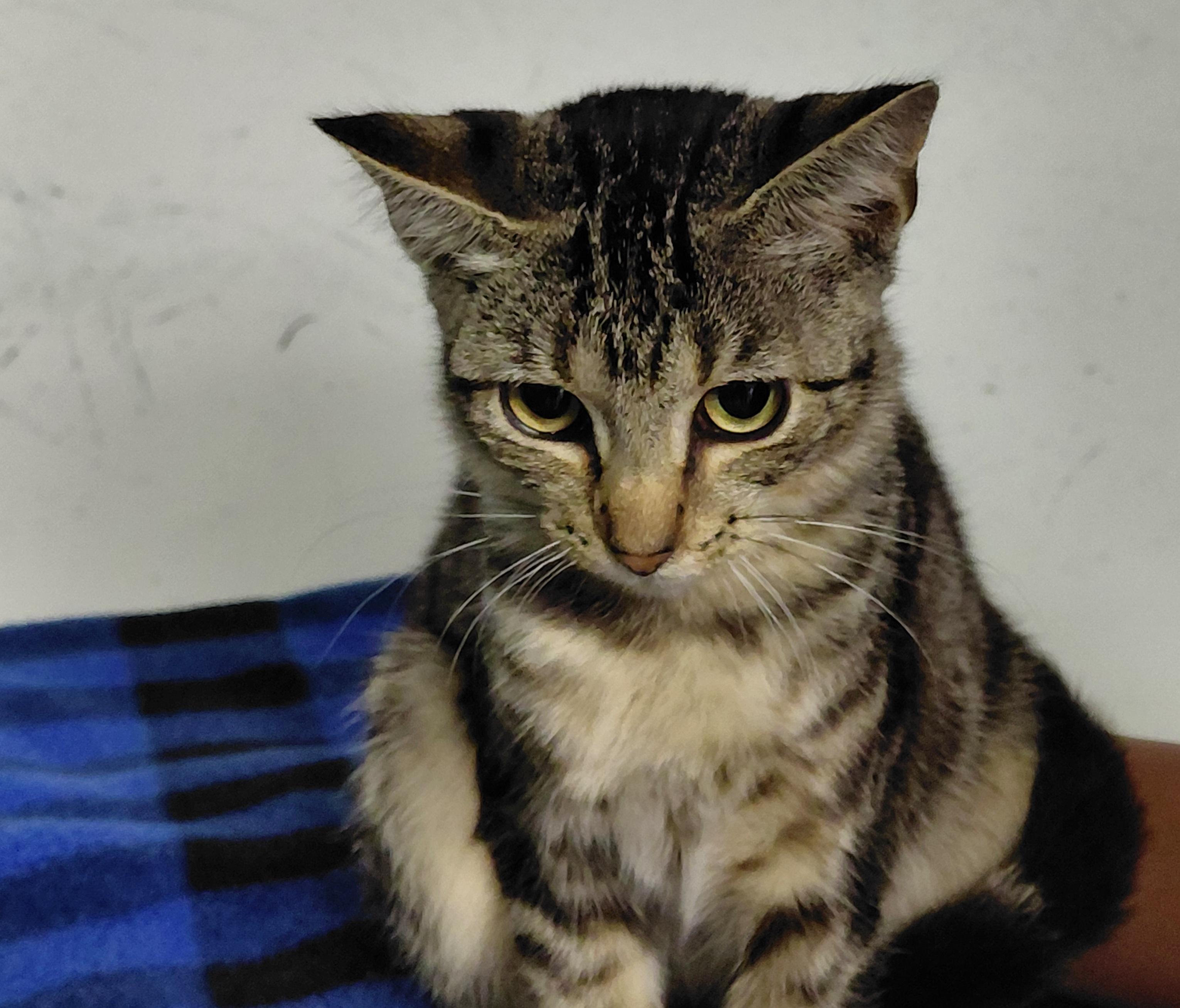 Enlarge Glinda, a Adoptable Domestic Short Hair in Hazleton, IA image 1/1