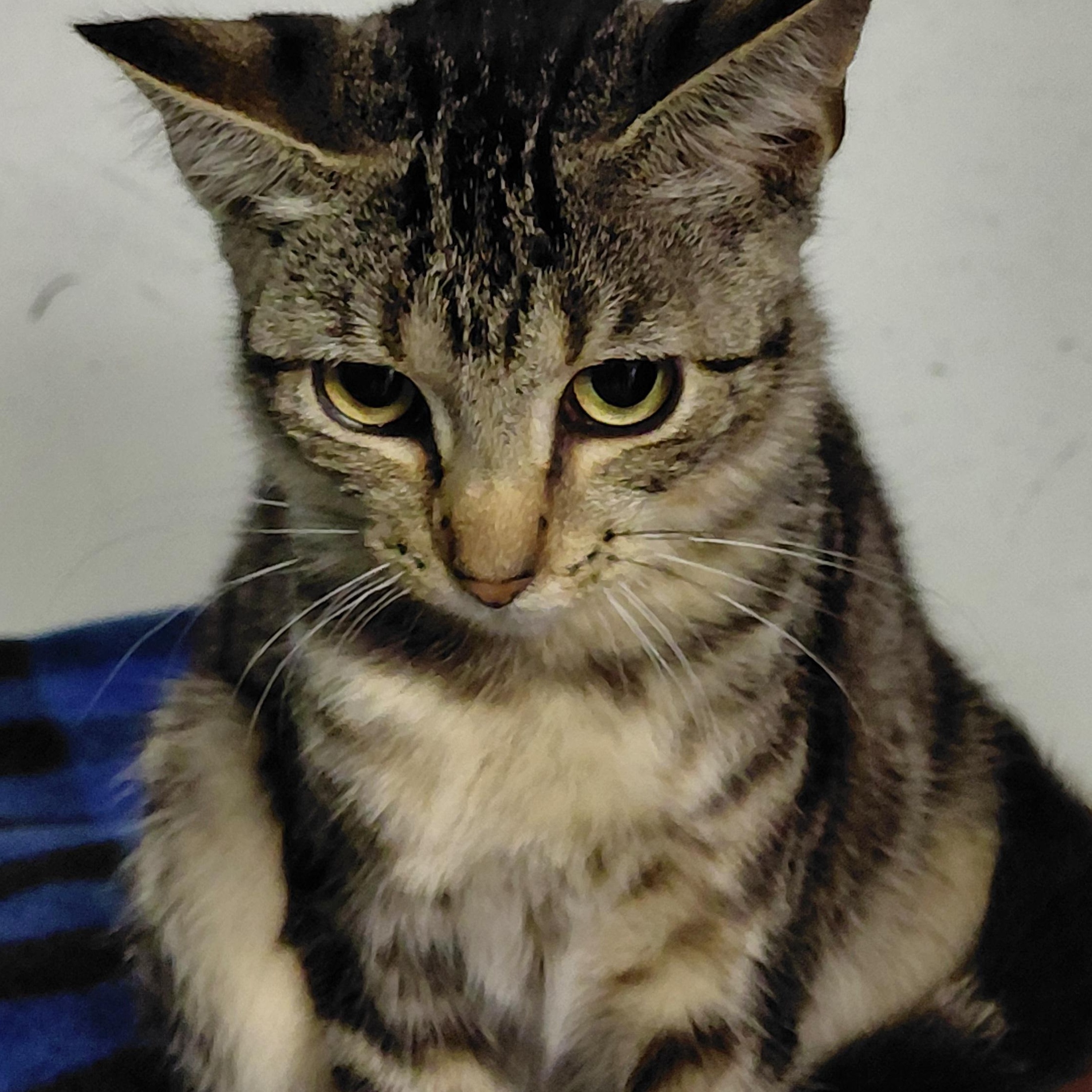 Enlarge Glinda, a Adoptable Domestic Short Hair in Hazleton, IA image 1/1