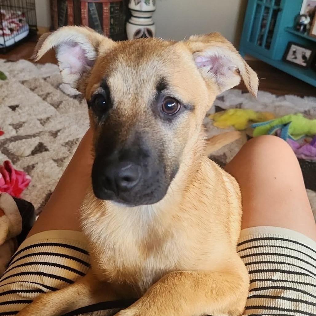 Enlarge Nia, a Adoptable mixed breed in Alma, WI image 1/6