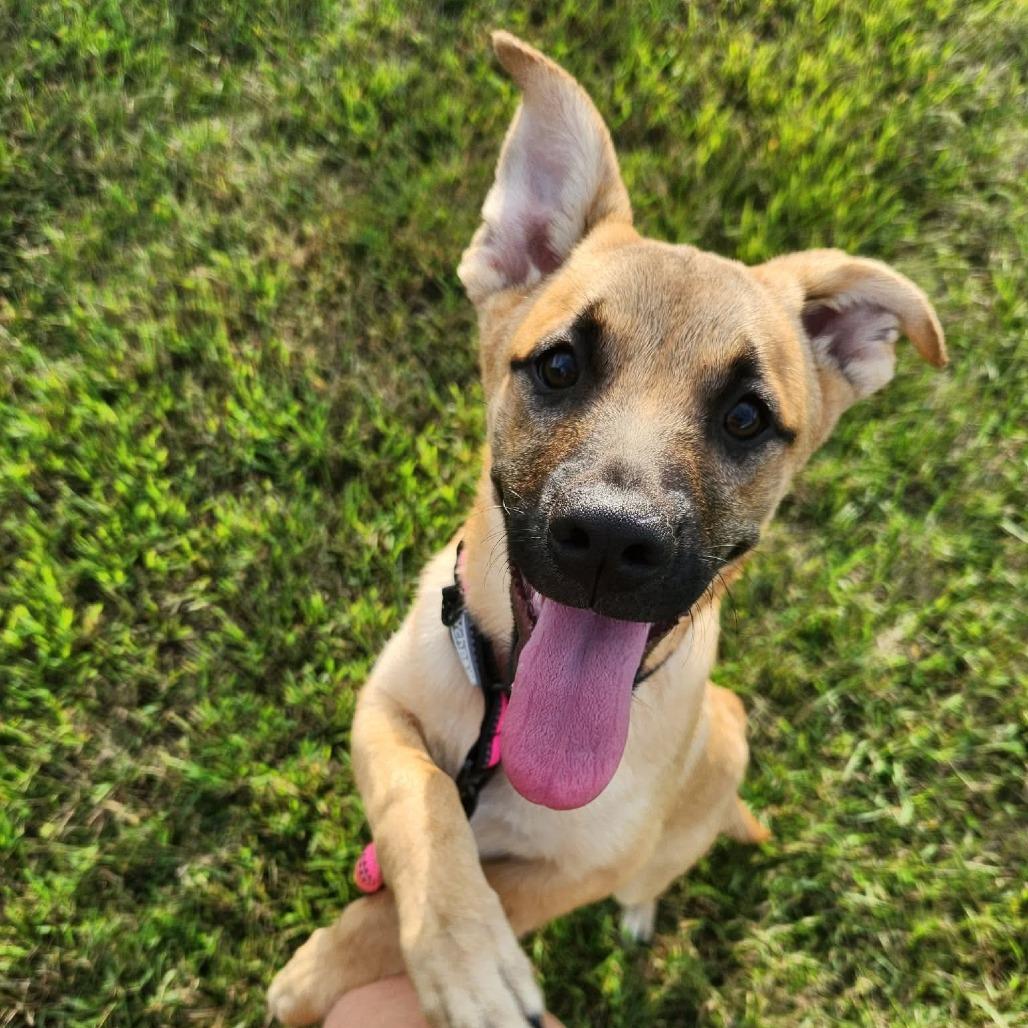 Enlarge Nia, a Adoptable mixed breed in Alma, WI image 2/6