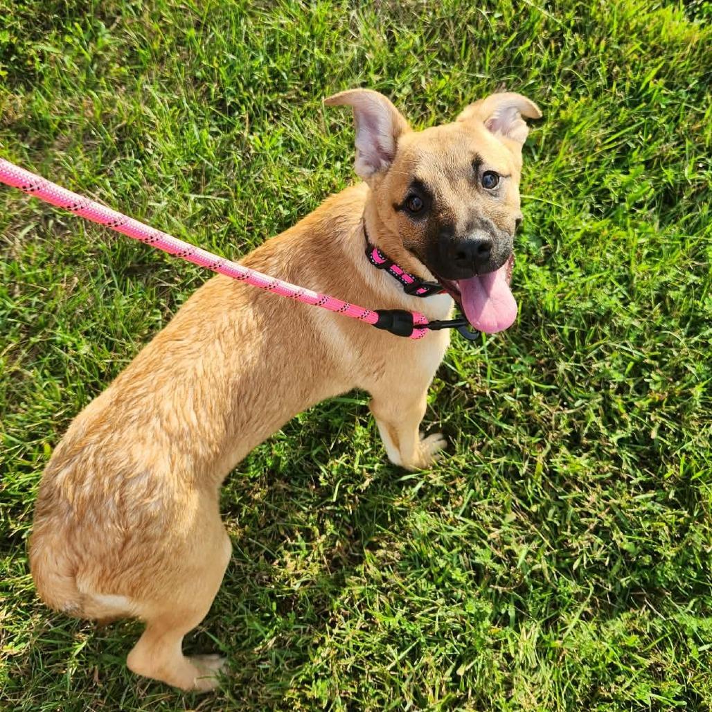 Enlarge Nia, a Adoptable mixed breed in Alma, WI image 3/6