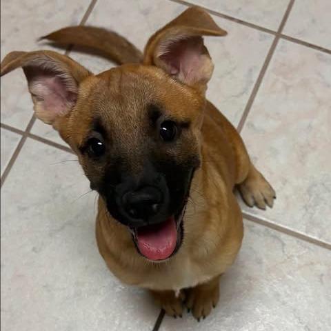 Enlarge Nia, a Adoptable mixed breed in Alma, WI image 4/6