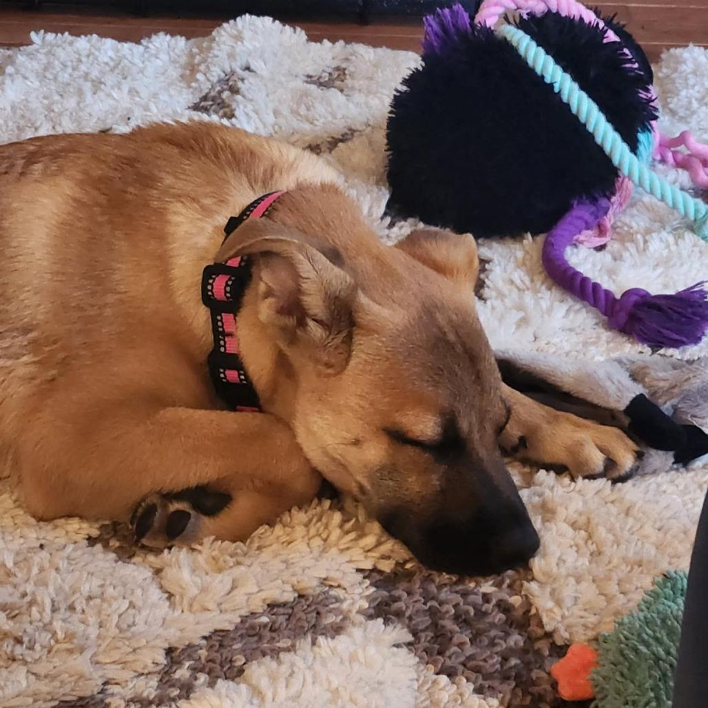 Enlarge Nia, a Adoptable mixed breed in Alma, WI image 5/6
