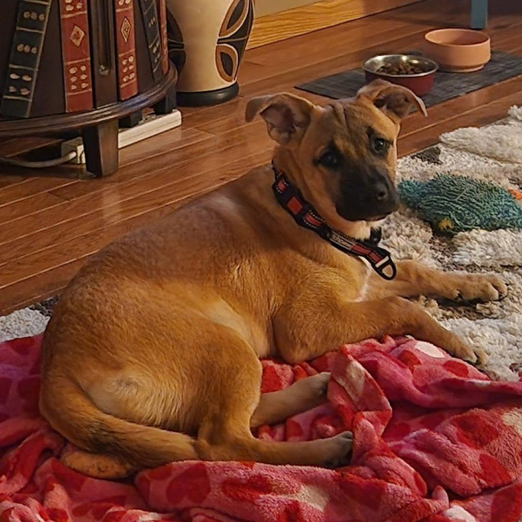Enlarge Nia, a Adoptable mixed breed in Alma, WI image 6/6