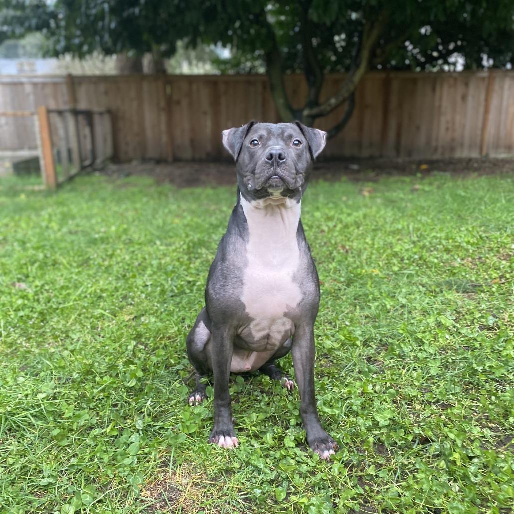 Ollie, a Adoptable mixed breed in Tacoma, WA image 1/2