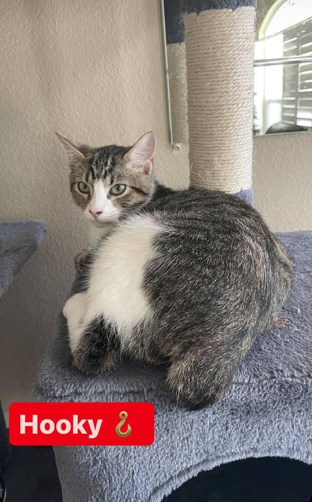 Hooky, Adopted, Young Male Domestic Short Hair.