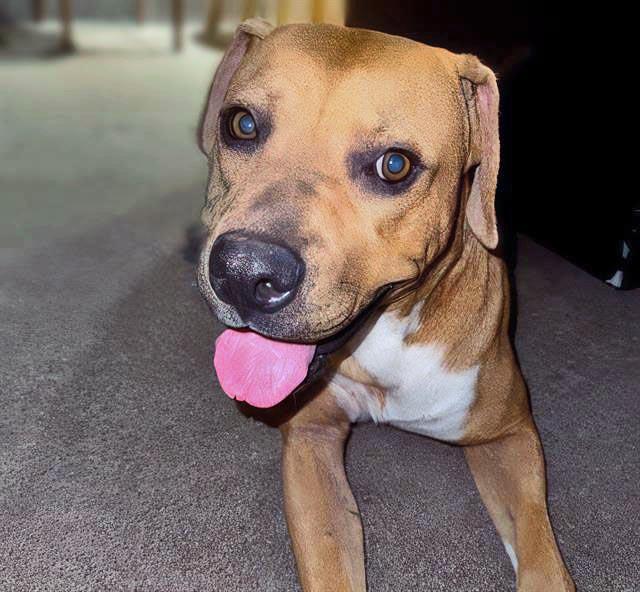 DEEJAY*, Adoptable, Adult Male Boxer.