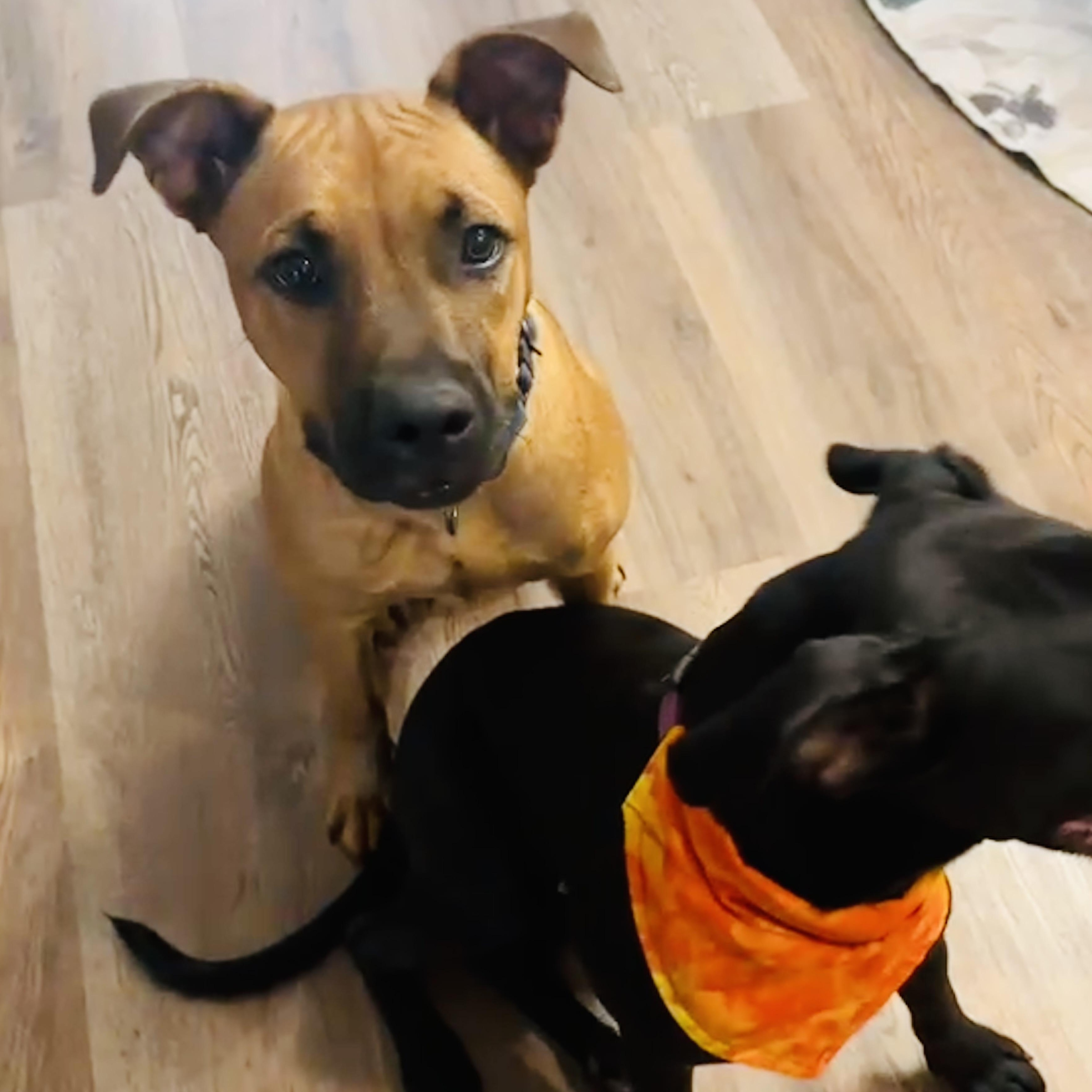 Nash, a Adoptable mixed breed in Alexandria, VA image 3/6