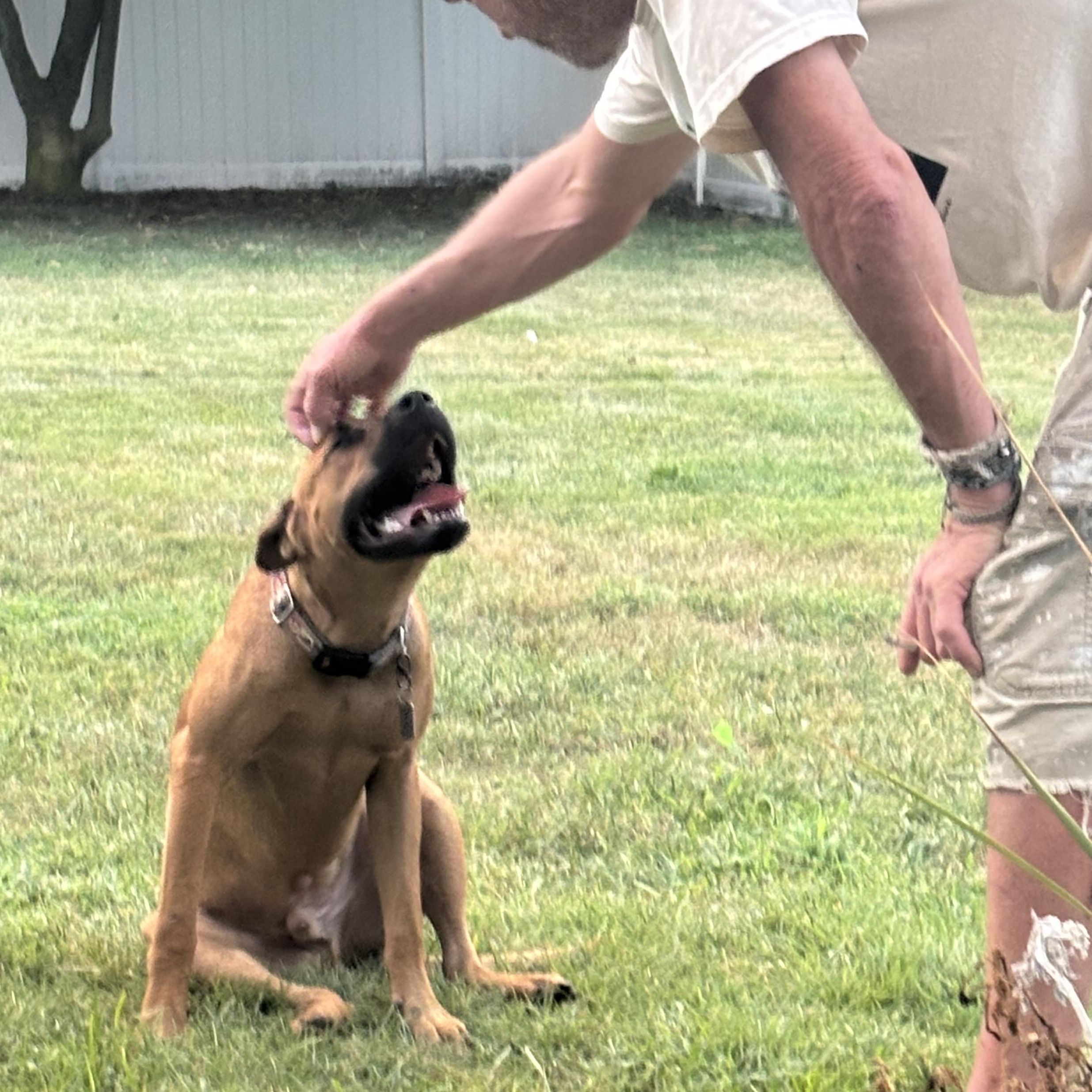Nash, a Adoptable mixed breed in Alexandria, VA image 6/6