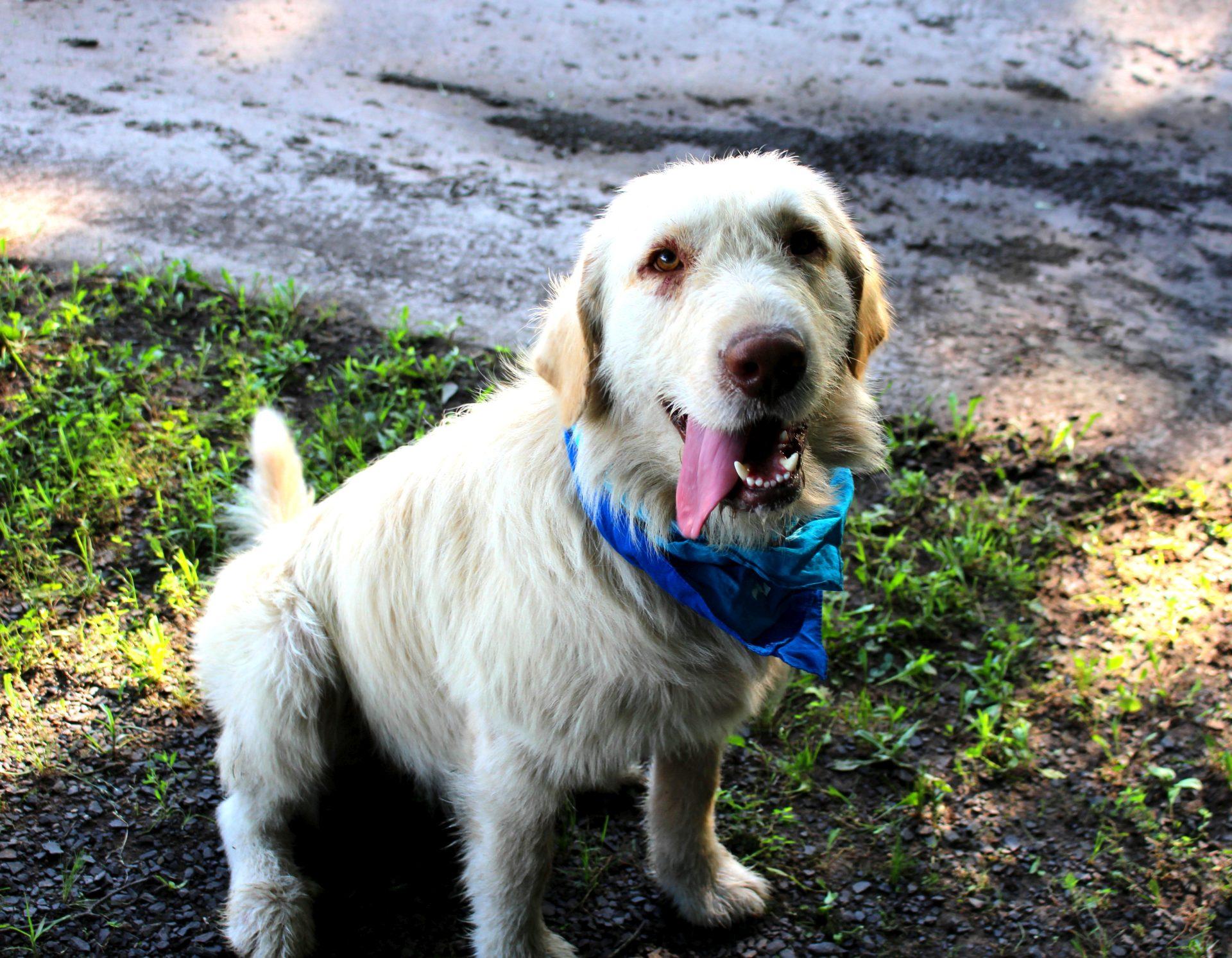Axle, Adult Male unknown