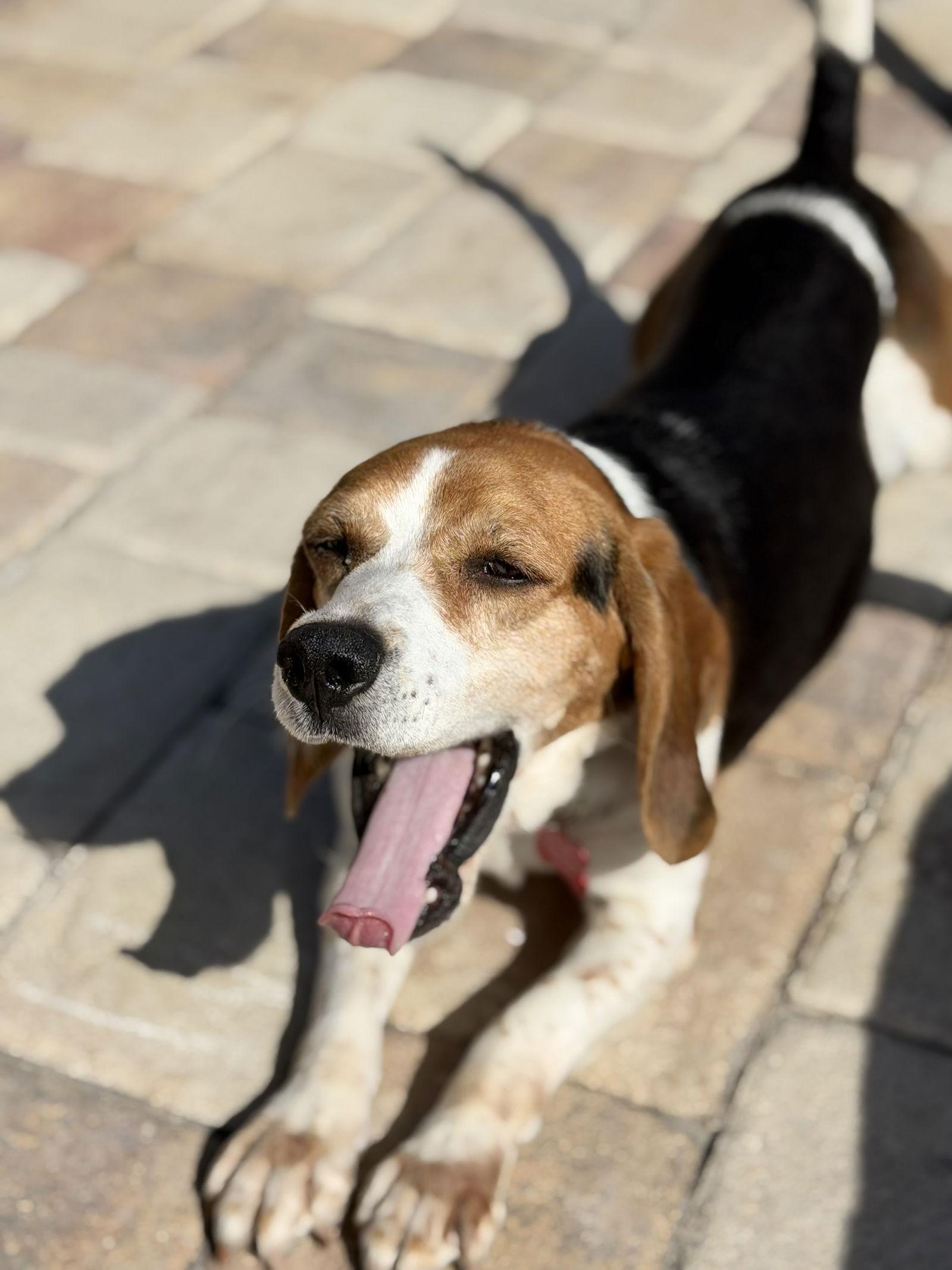 Amara, Adoptable, Young Female Beagle.