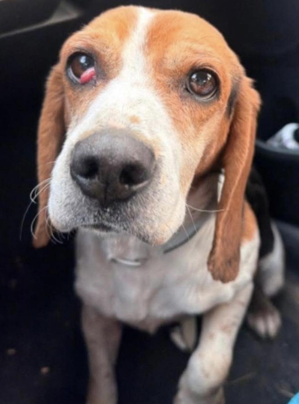 Amara, Adoptable, Young Female Beagle.