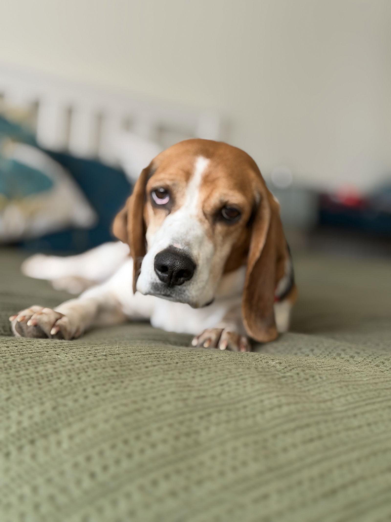 Amara, a Adoptable Beagle in Tampa, FL image 2/3