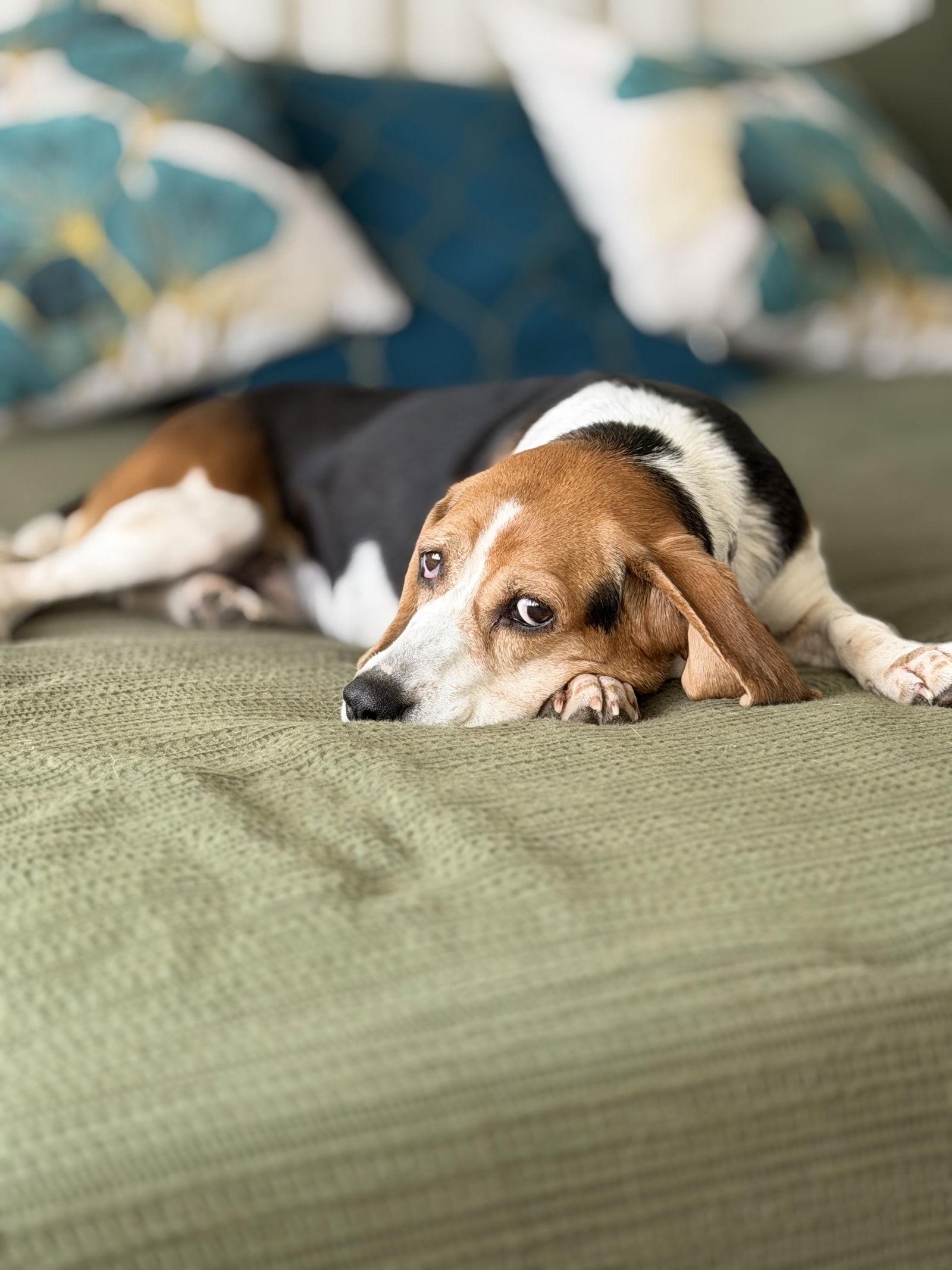 Amara, a Adoptable Beagle in Tampa, FL image 3/3