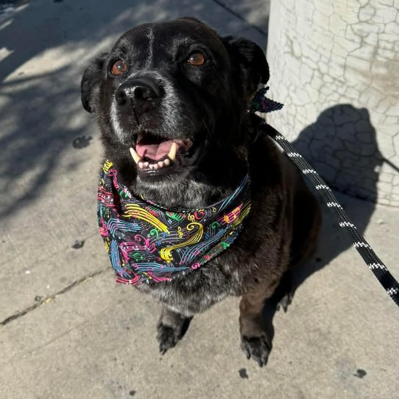 Layla, an adoptable Black Labrador Retriever, Cattle Dog in Albuquerque, NM, 87113 | Photo Image 1