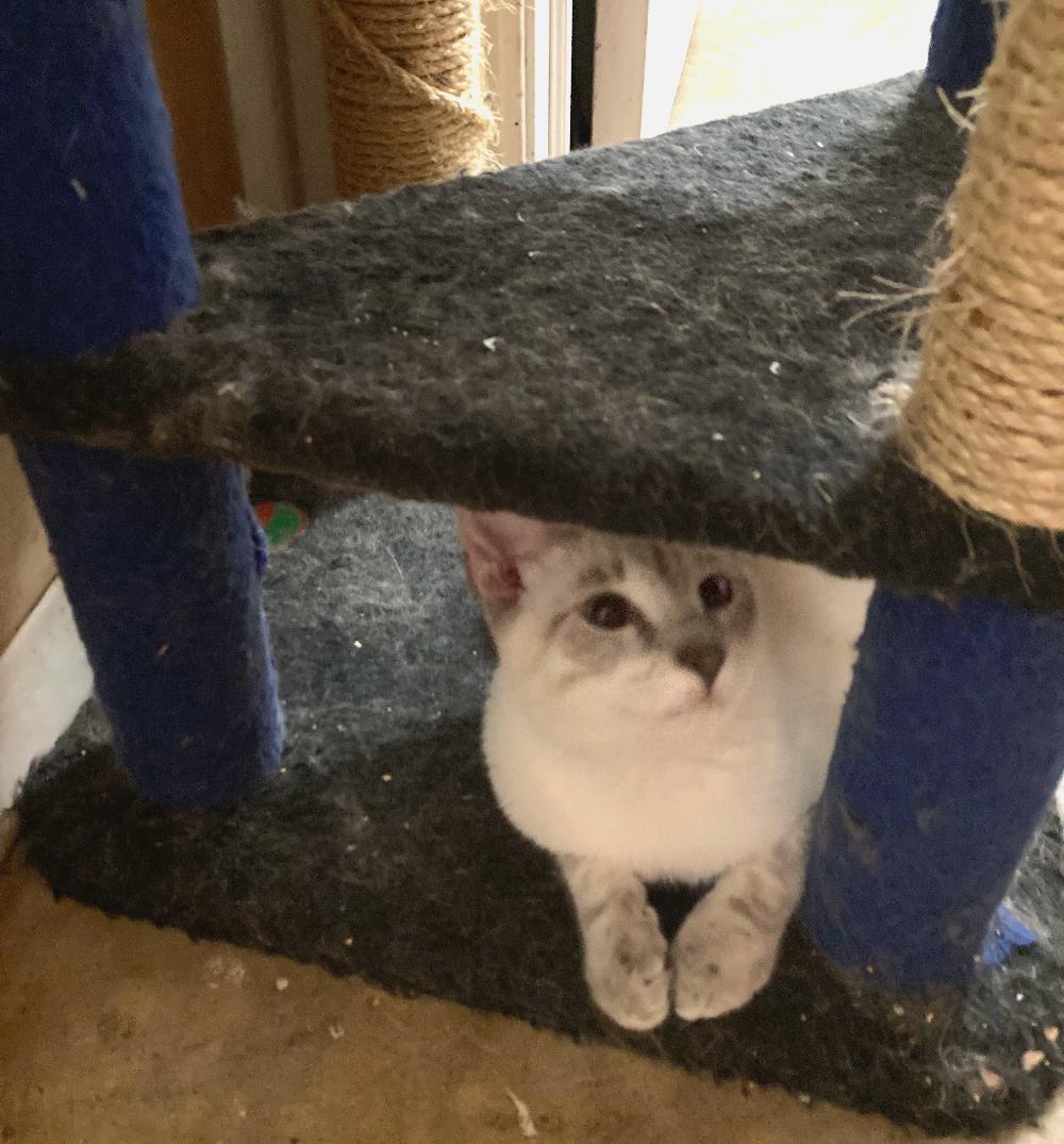 Smudge, ADOPTABLE, Young Male Siamese.