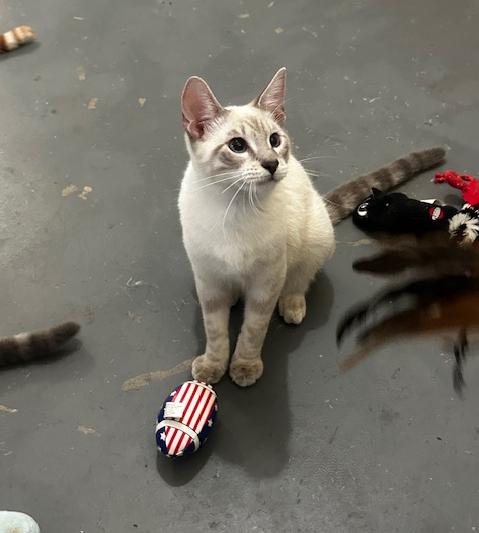 Enlarge Smudge, a Adoptable mixed breed in Tahlequah, OK image 6/6