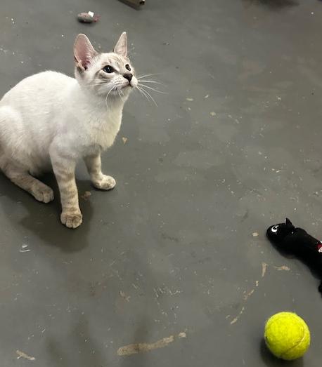Smudge, Adoptable, Young Male Siamese.
