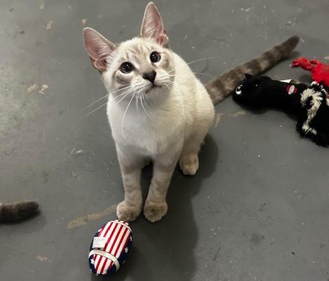 Enlarge Smudge, a Adoptable mixed breed in Tahlequah, OK image 5/6