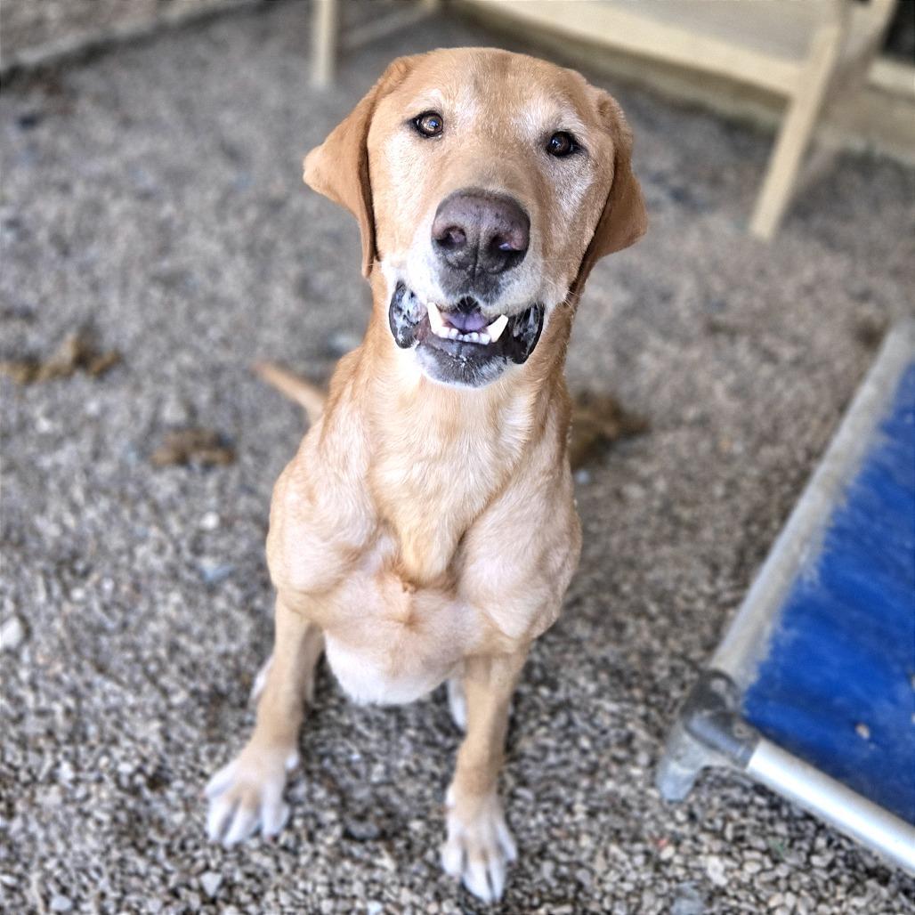 Belly Boops, Adoptable, Adult Male Mixed Breed.