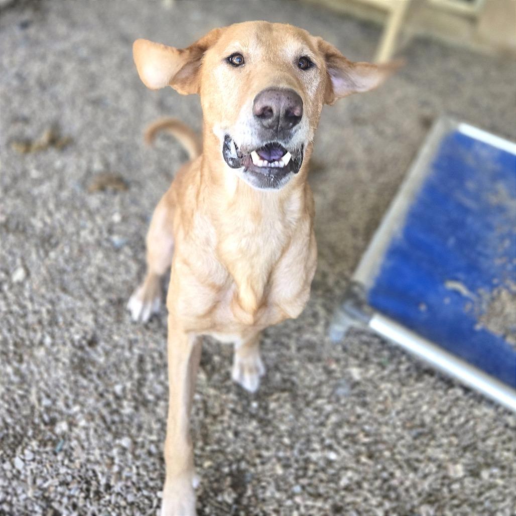 Belly Boops, a Adoptable Mixed Breed in Chattanooga, TN image 2/6
