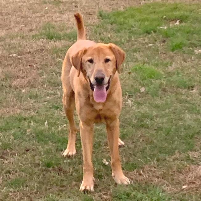 Belly Boops, a Adoptable Mixed Breed in Chattanooga, TN image 3/6