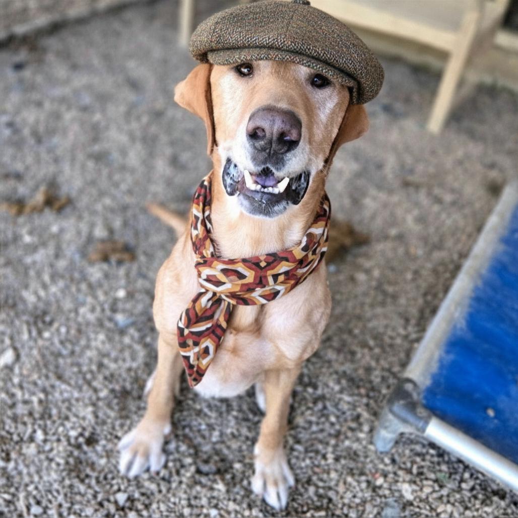 Belly Boops, a Adoptable Mixed Breed in Chattanooga, TN image 5/6