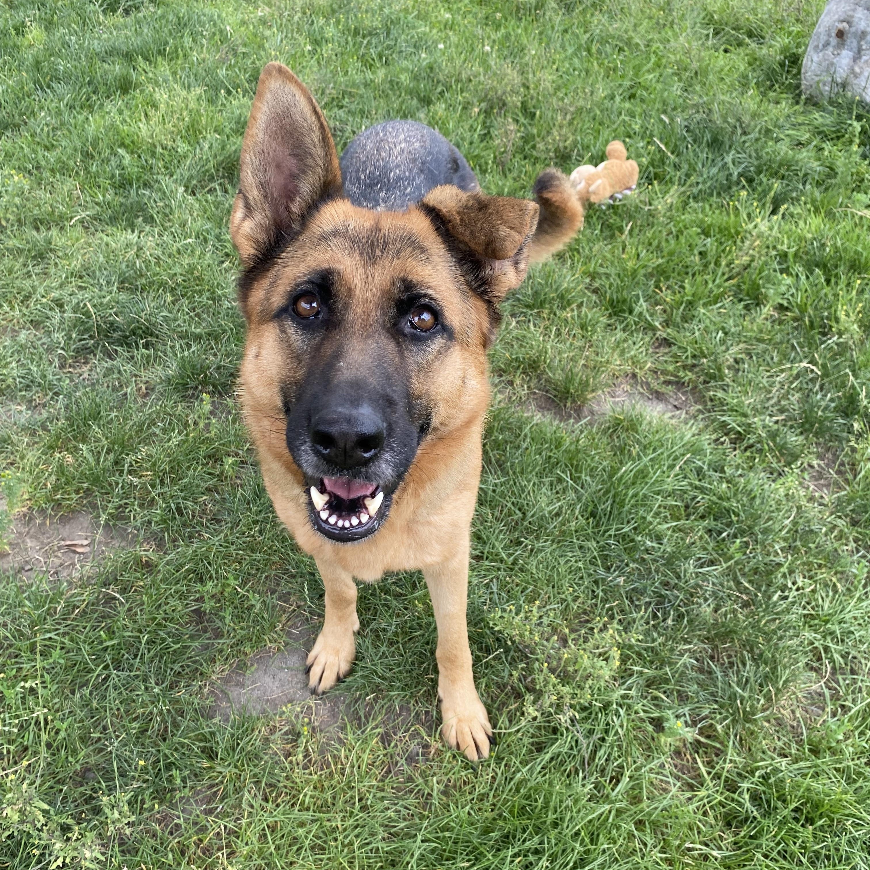 Enlarge Nylah - ADOPTABLE, a ADOPTABLE German Shepherd Dog in Chilliwack, BC image 2/4