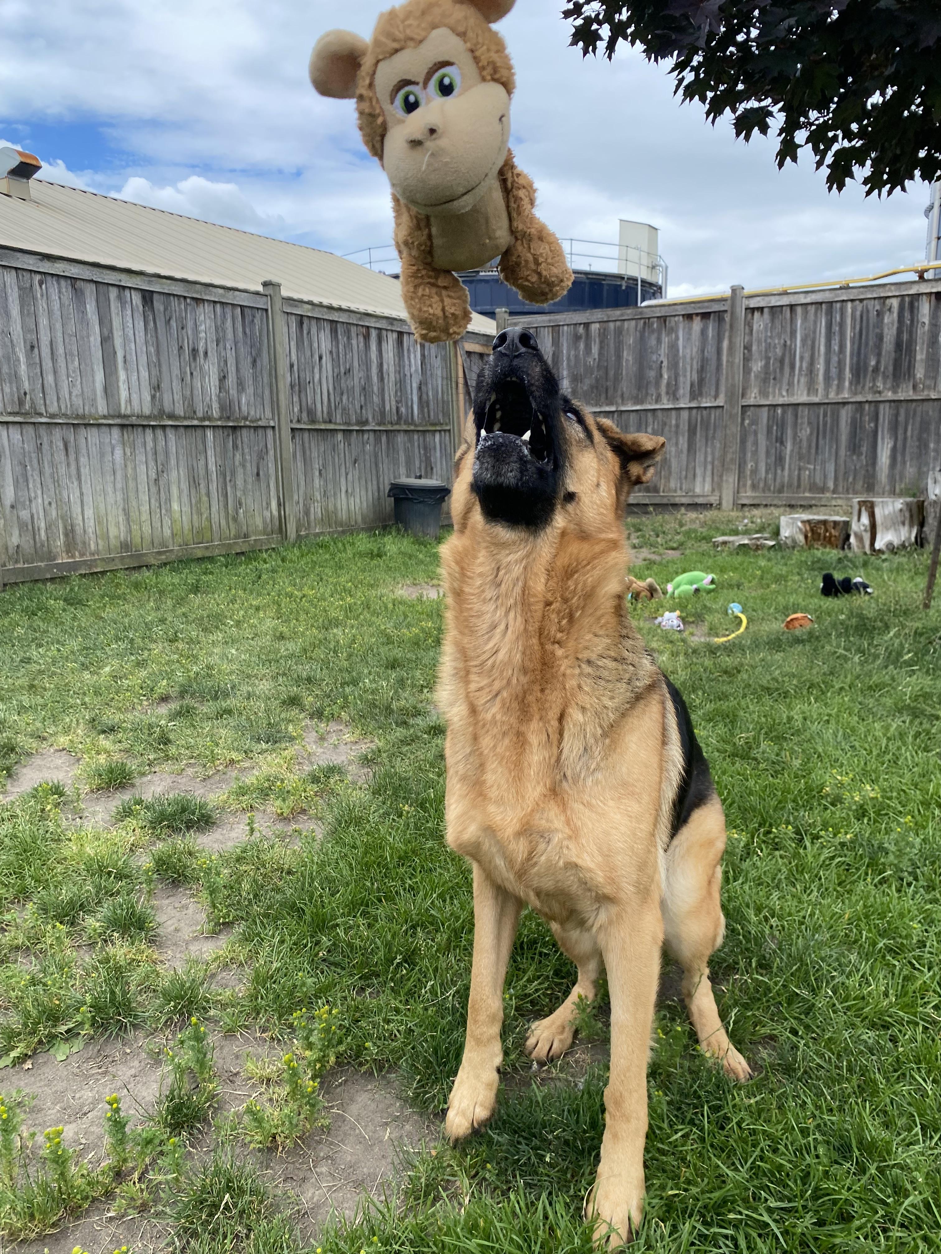 Enlarge Nylah - ADOPTABLE, a ADOPTABLE German Shepherd Dog in Chilliwack, BC image 3/4