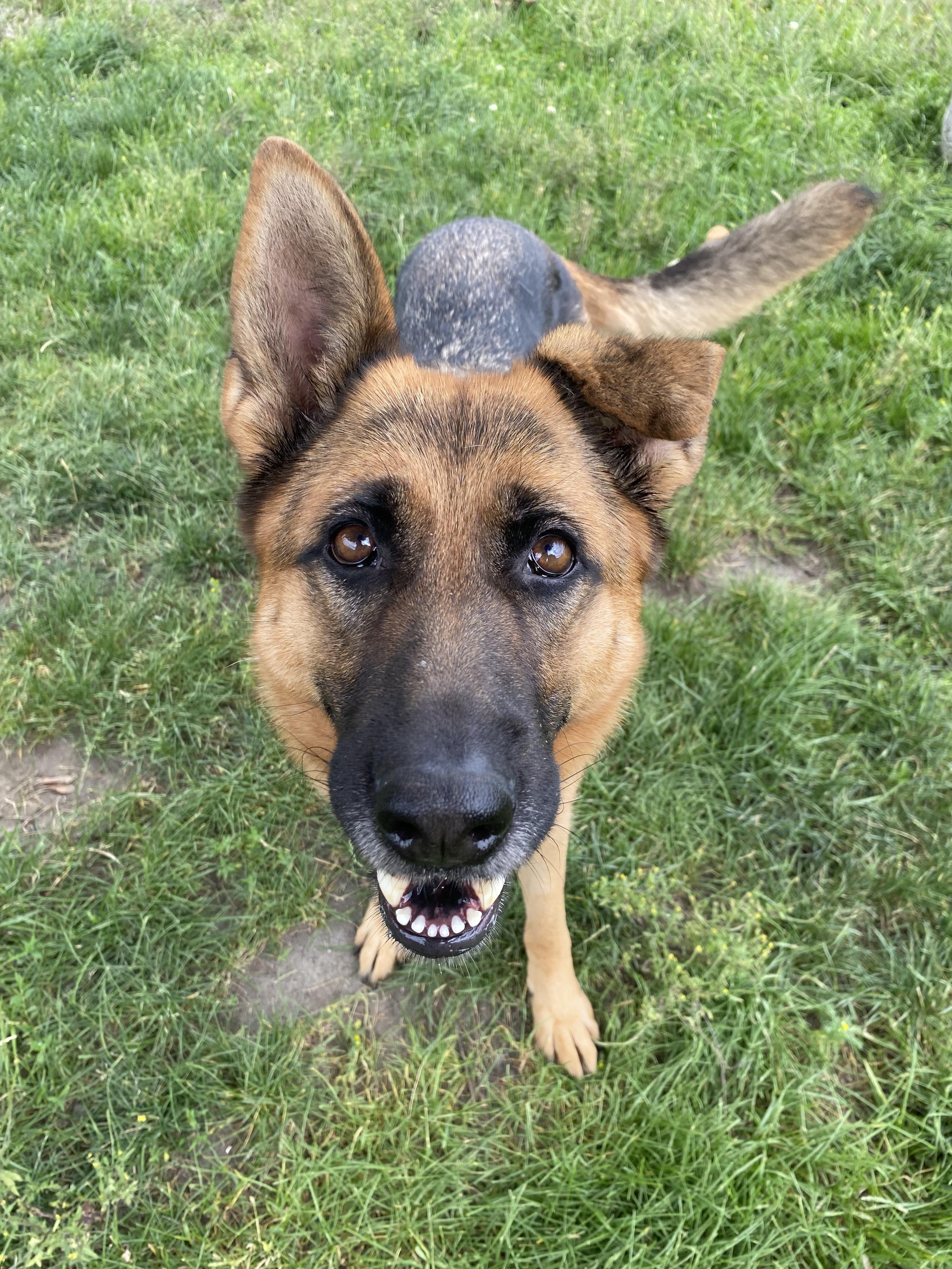 Nylah - ADOPTABLE, ADOPTABLE, Adult Female German Shepherd Dog.