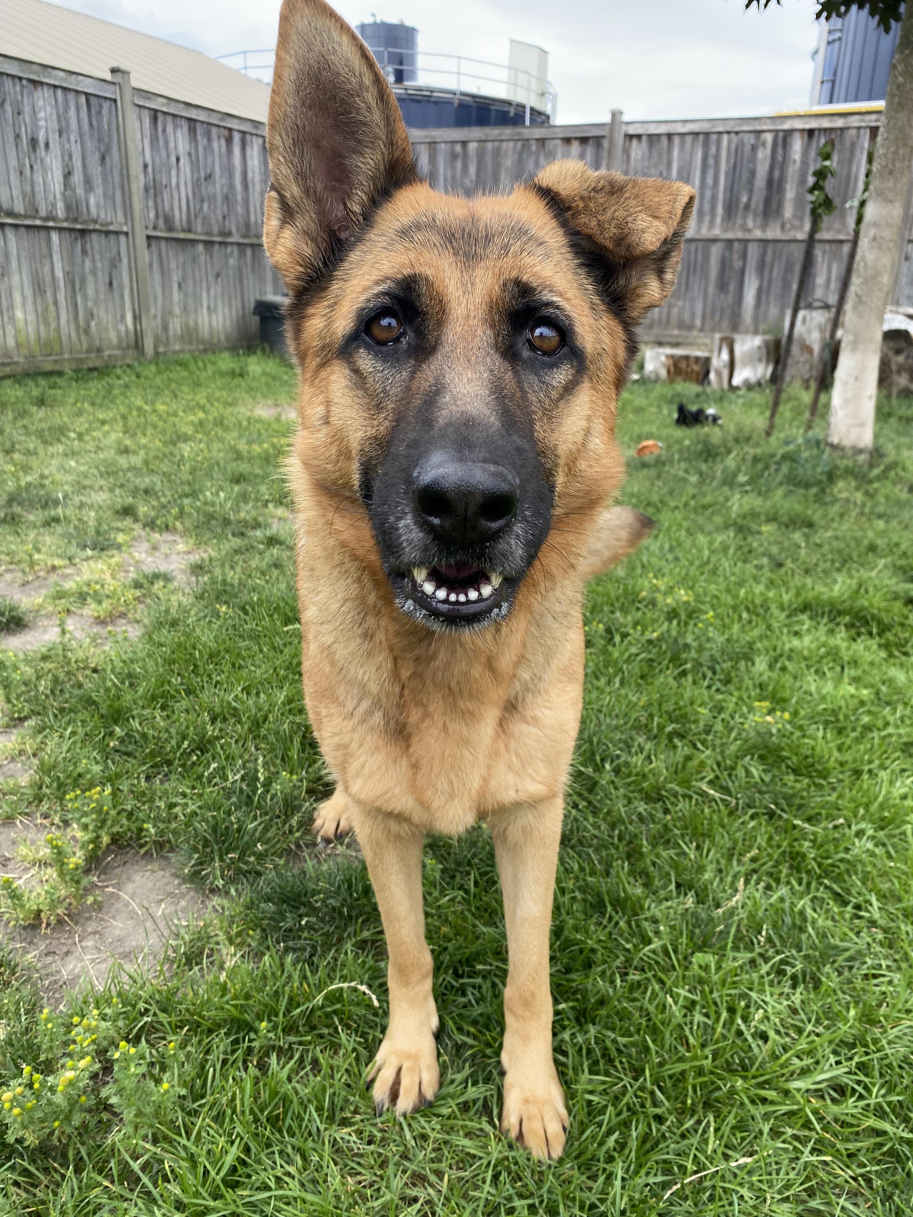 Enlarge Nylah - ADOPTABLE, a ADOPTABLE German Shepherd Dog in Chilliwack, BC image 4/4