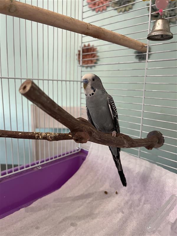 Enlarge Bluebell, a Adoptable Budgie / Budgerigar in Pasco, WA image 1/4
