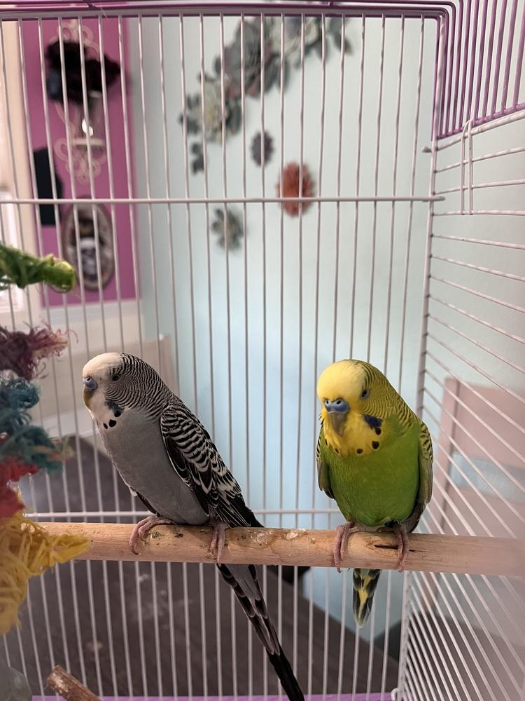 Enlarge Bluebell, a Adoptable Budgie / Budgerigar in Pasco, WA image 2/4