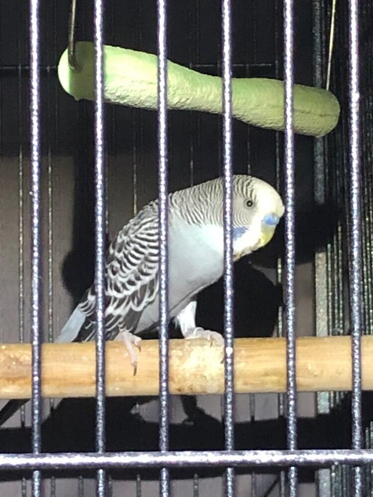 Enlarge Bluebell, a Adoptable Budgie / Budgerigar in Pasco, WA image 3/4