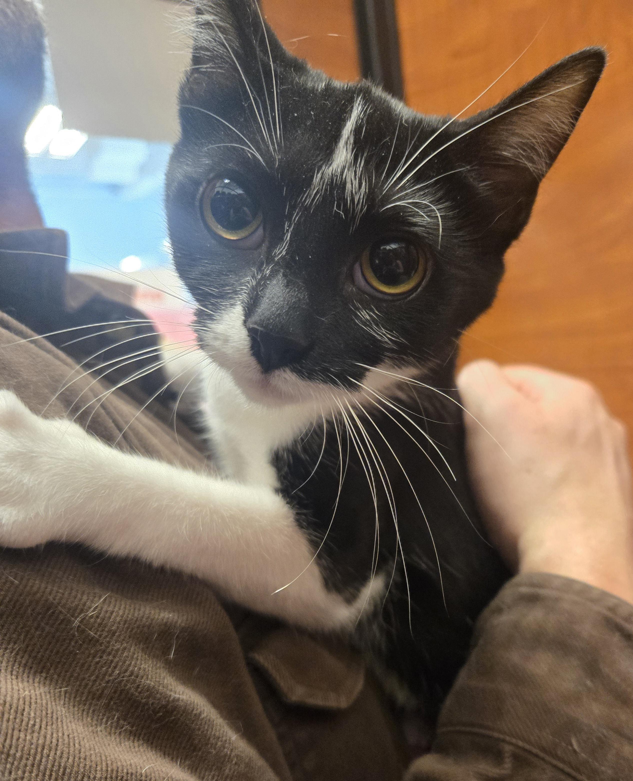 Enlarge Tiana, a Adoptable Domestic Short Hair in Tyner, KY image 1/1