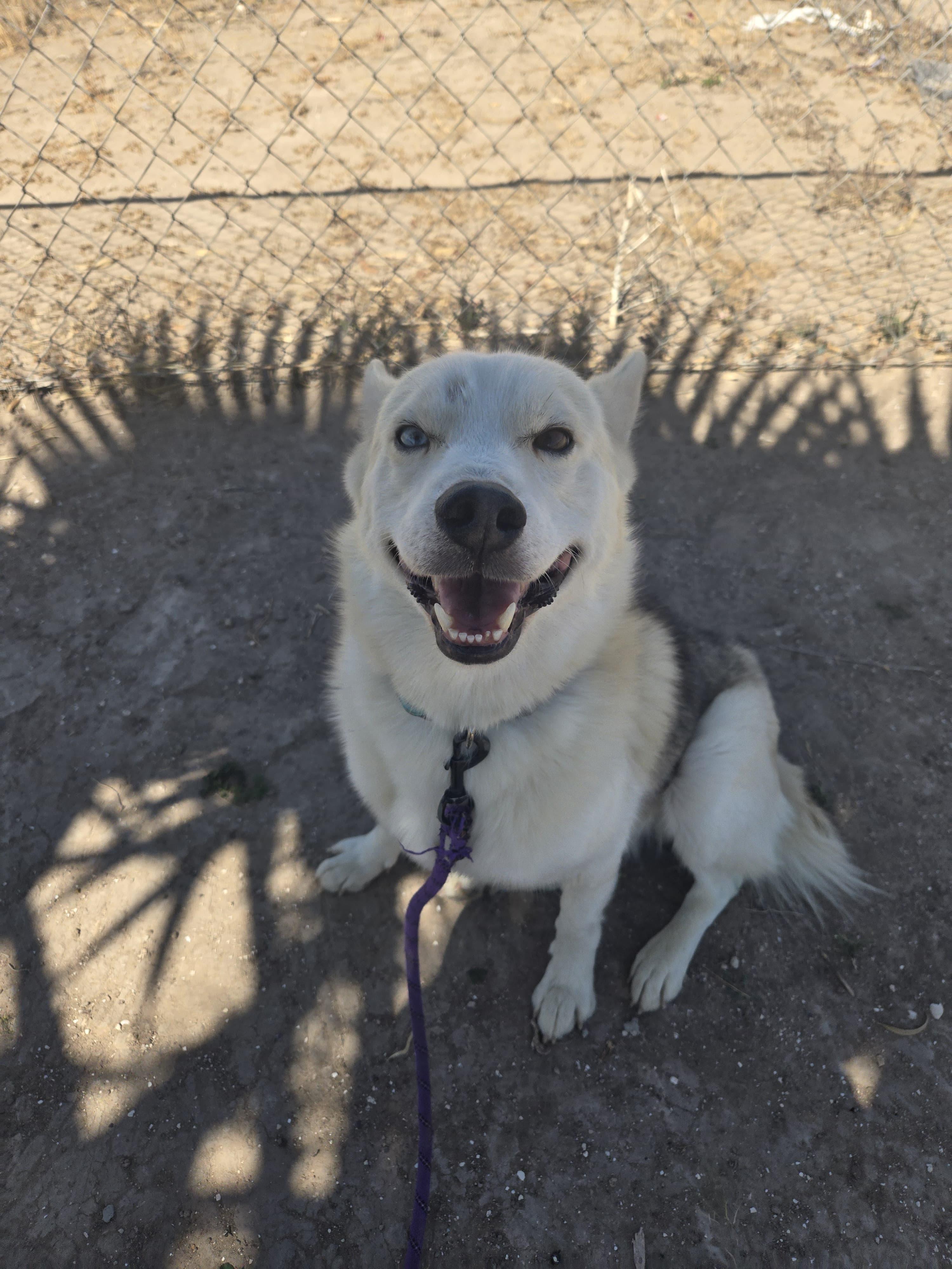 Enlarge Lucky, a Adoptable Siberian Husky in Corfu, NY image 1/6