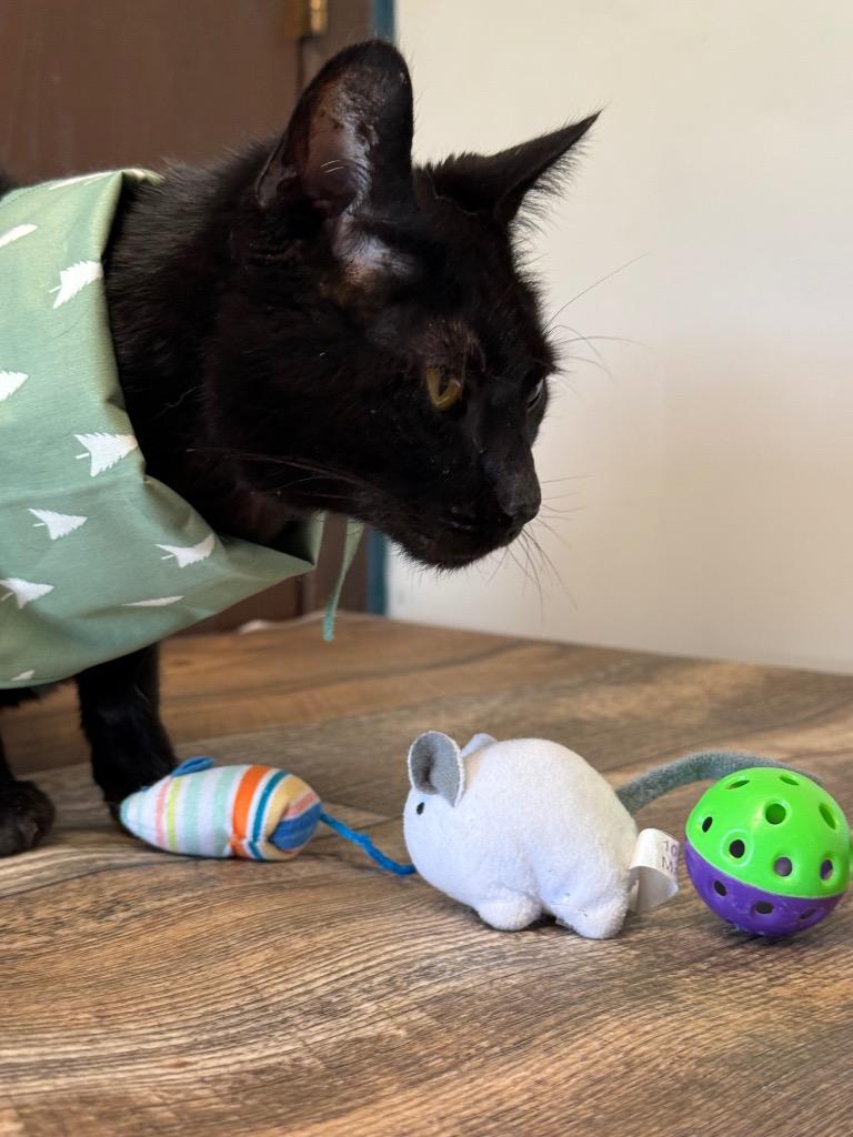 Shadow, Adoptable, Adult Male Domestic Short Hair.