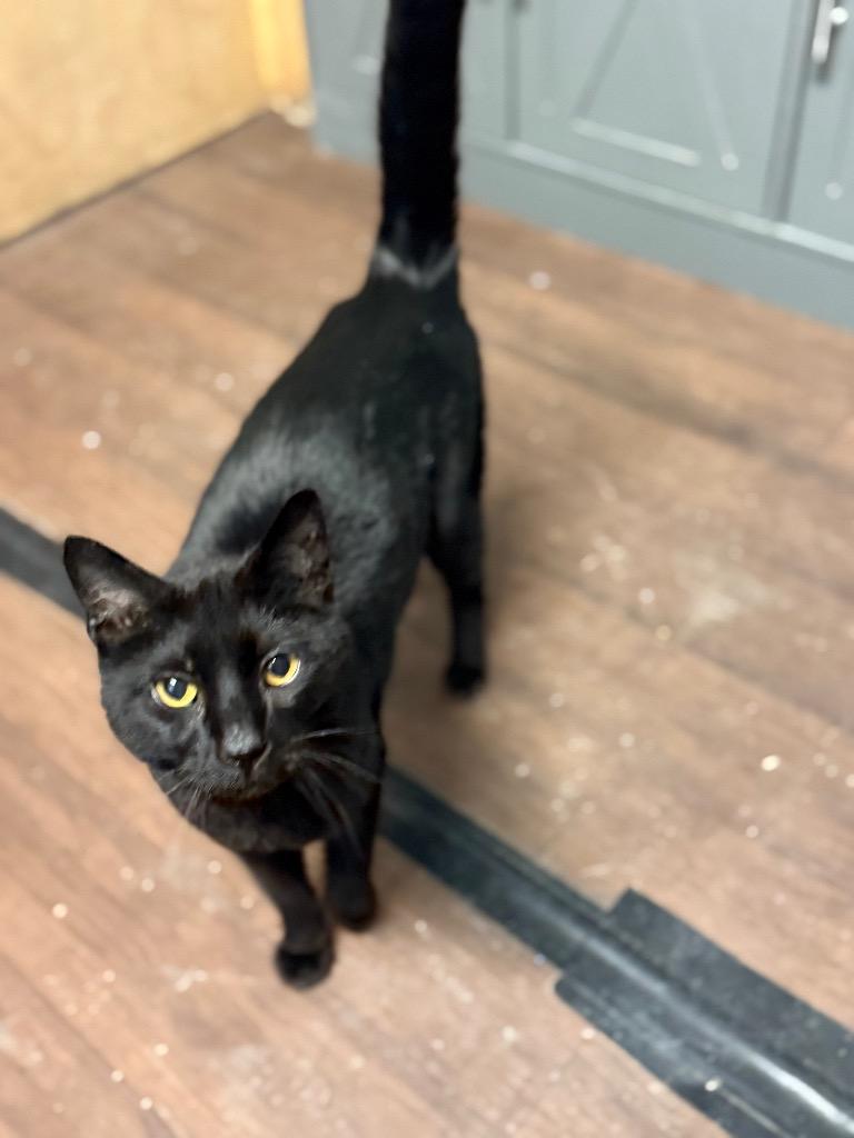 Enlarge Shadow, a Adoptable mixed breed in Algona, IA image 2/6