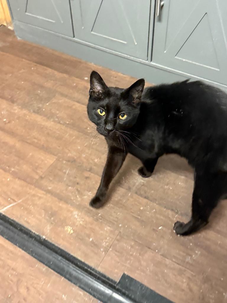 Enlarge Shadow, a Adoptable mixed breed in Algona, IA image 3/6