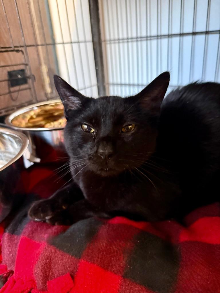 Enlarge Shadow, a Adoptable mixed breed in Algona, IA image 4/6