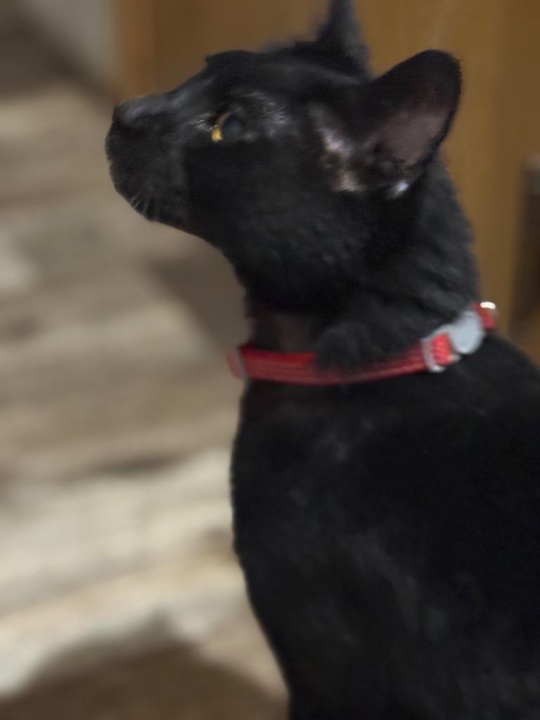 Enlarge Shadow, a Adoptable mixed breed in Algona, IA image 5/6